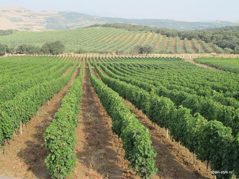 виноградники, Винодельня с виноградниками в Испании, Малага 