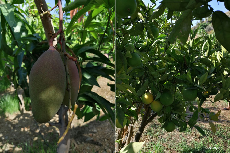 Garden  tropical fruit trees 