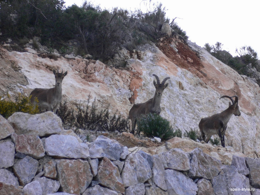  wild goats