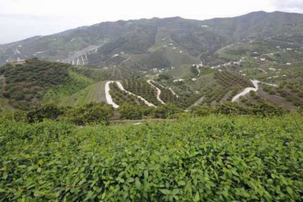 Campos de aguacate y mango