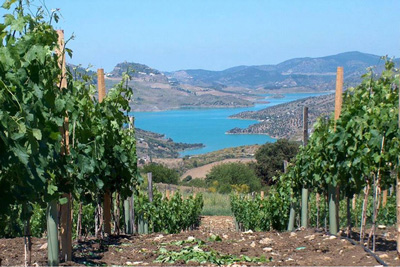 Finca y Bodega en Málaga 