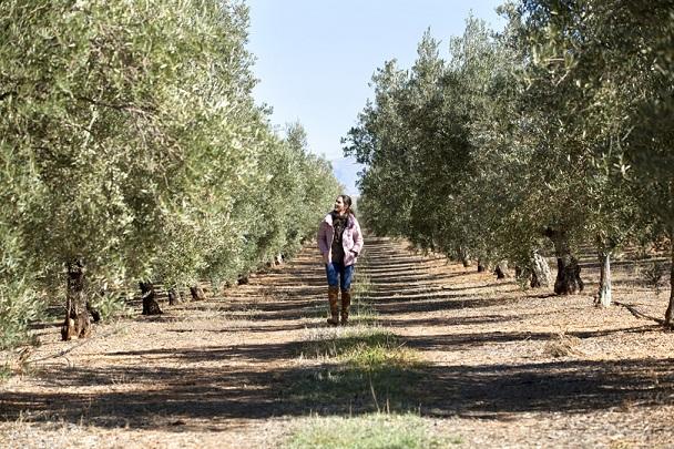оливковые деревья на финке
