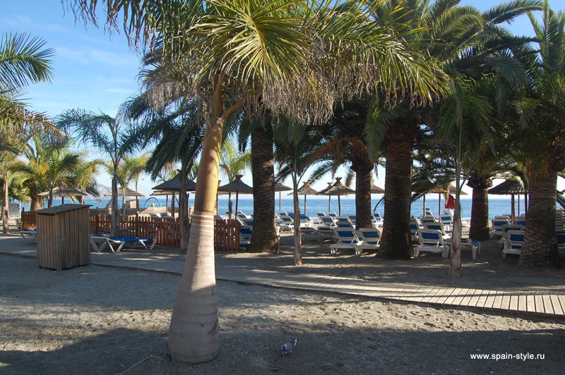 Tumbonas bajo las palmeras en la playa de Burriana