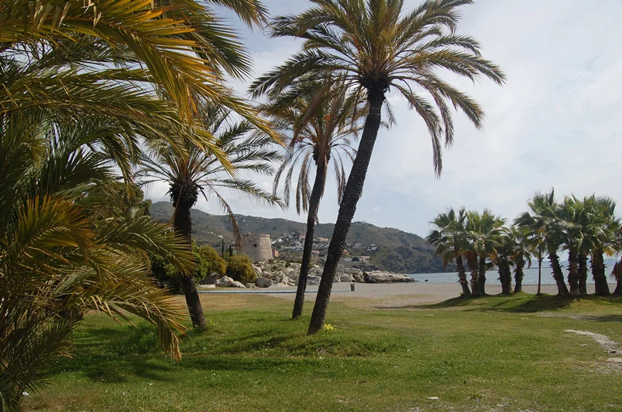 Palmeras en la playa