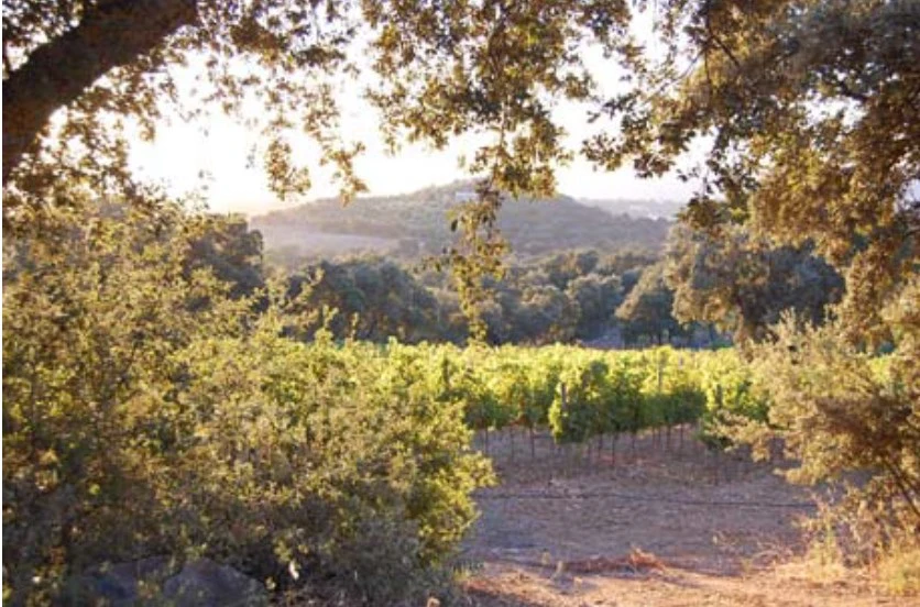 Viñedos