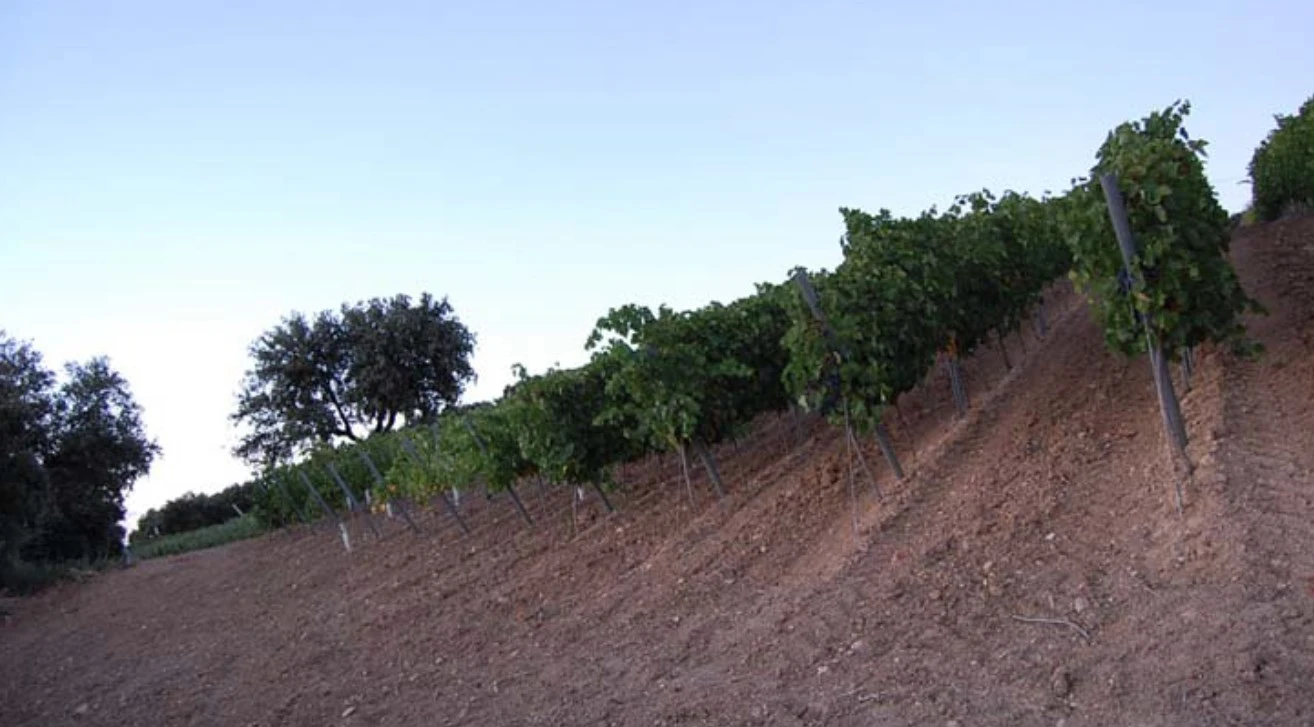 Viñedos