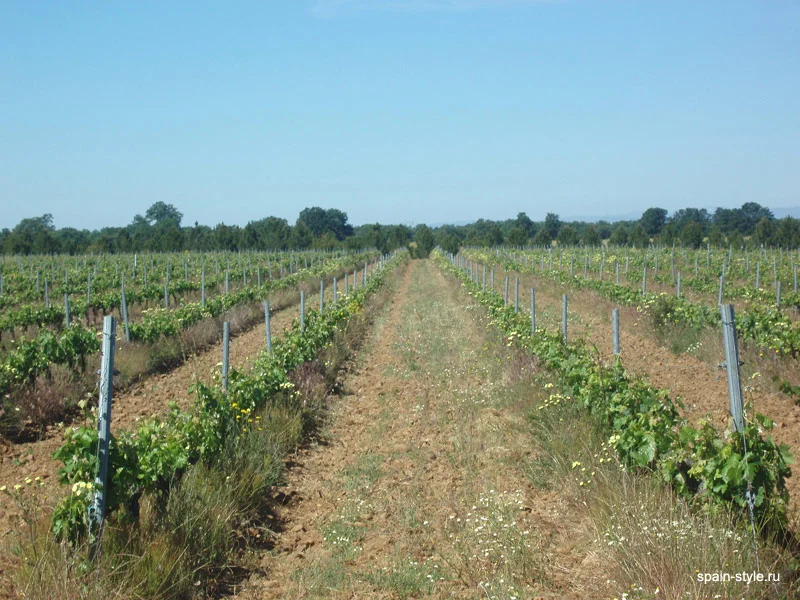 Viñedos