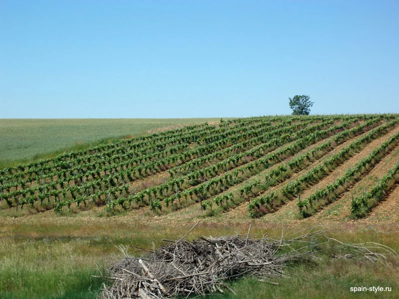 Viñedos