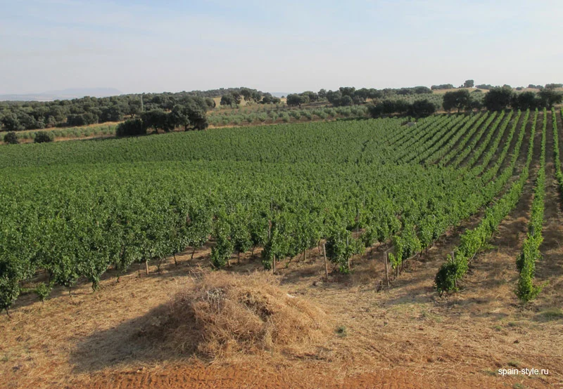 Finca con viñedos
