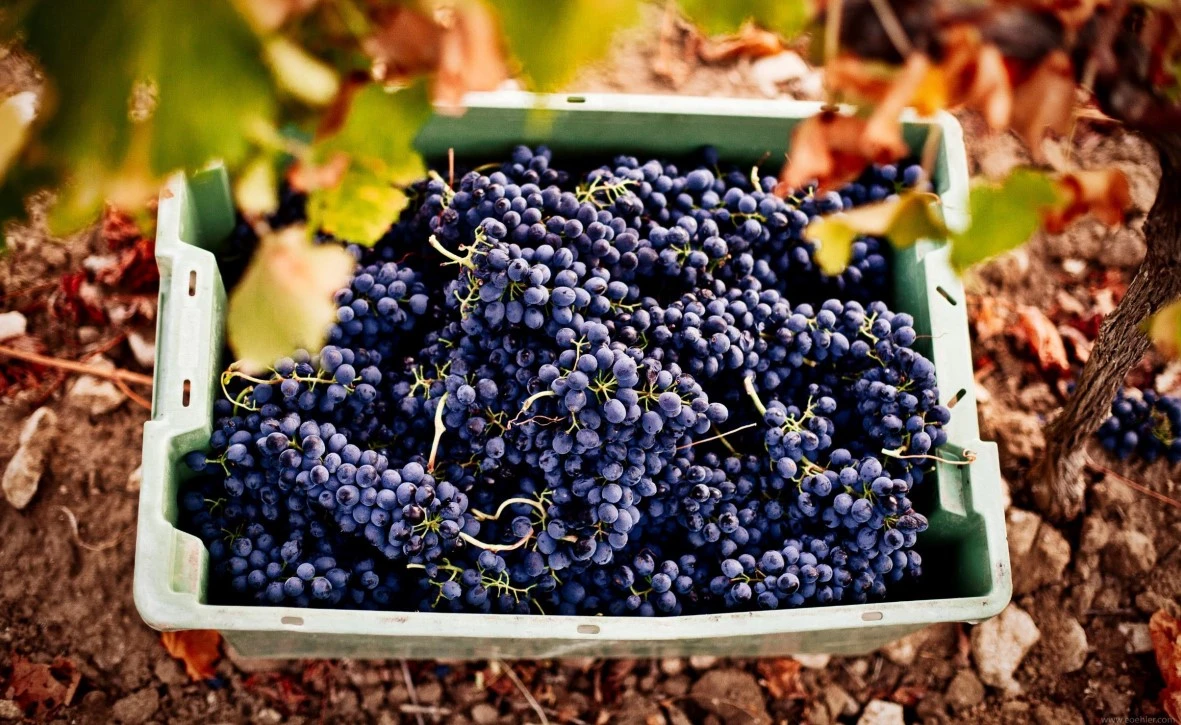 Vineyard
