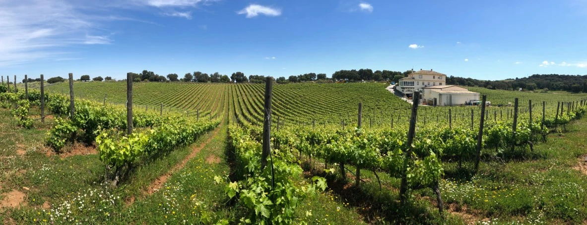 Finca y Bodega con Viñedos en Málaga
