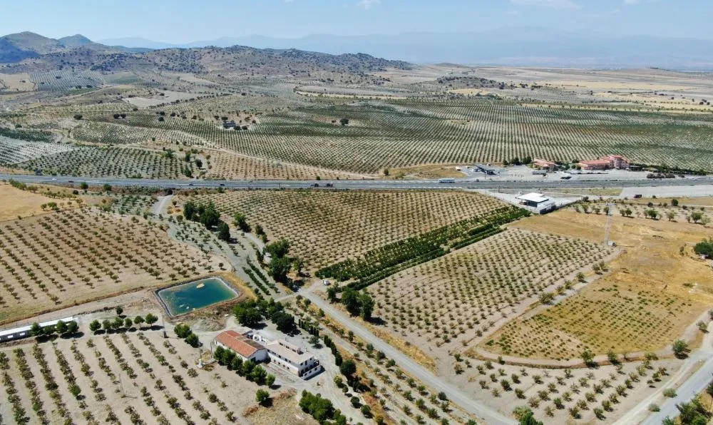 Vista aérea de viñedos