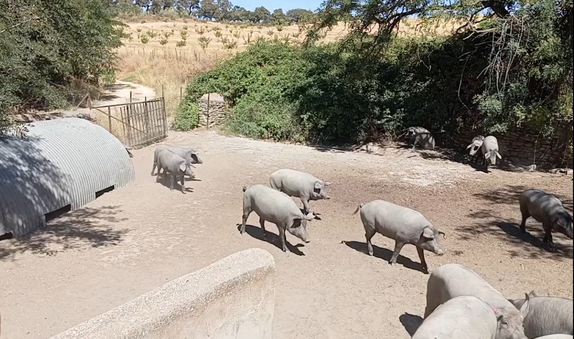 cerdos de raza ibérica