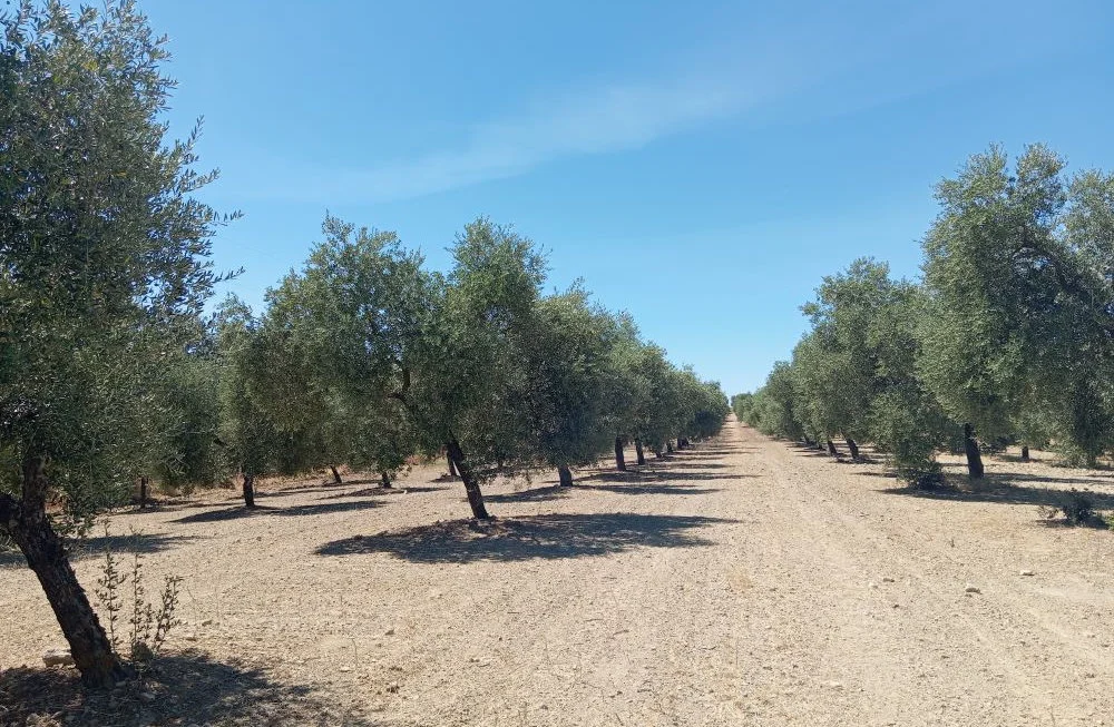 Plantación de olivos