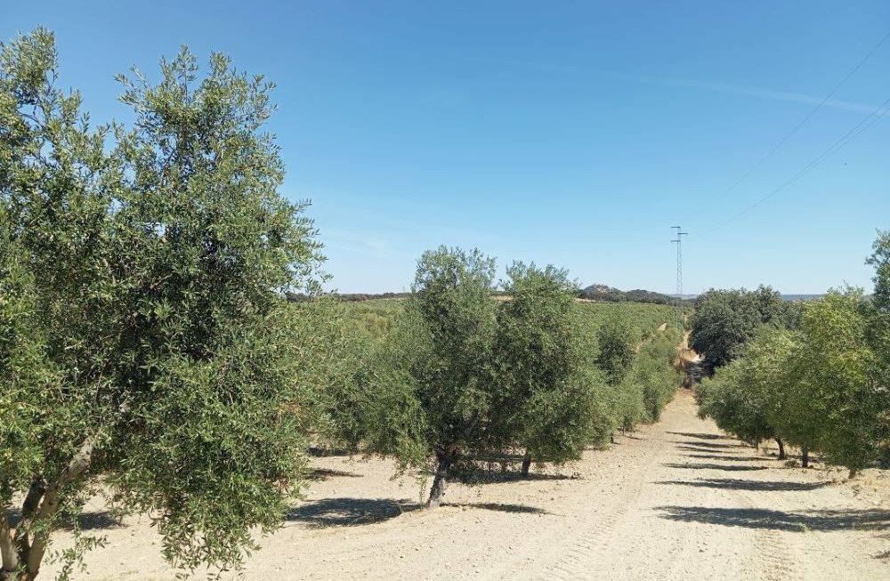 Olive Plantation in Ronda with Proven Profitability and Potential for an On-Site Mill